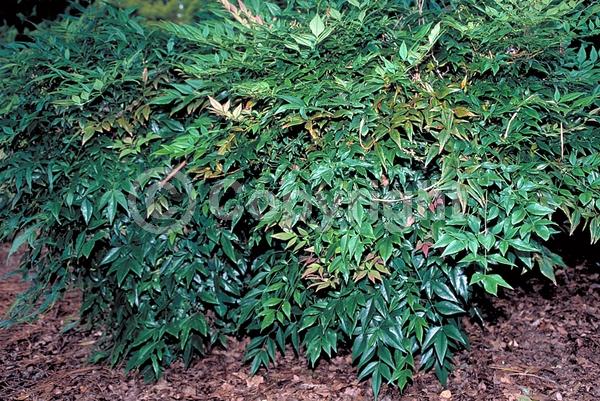 White blooms; Evergreen; Needles or needle-like leaf