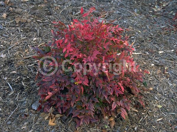 White blooms; Evergreen; Needles or needle-like leaf