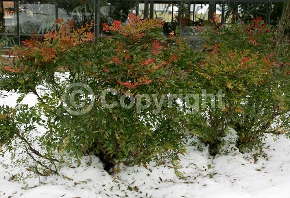 White blooms; Evergreen; Needles or needle-like leaf