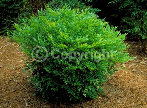 White blooms; Evergreen; Needles or needle-like leaf