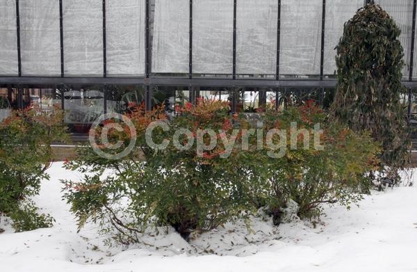 White blooms; Evergreen; Needles or needle-like leaf