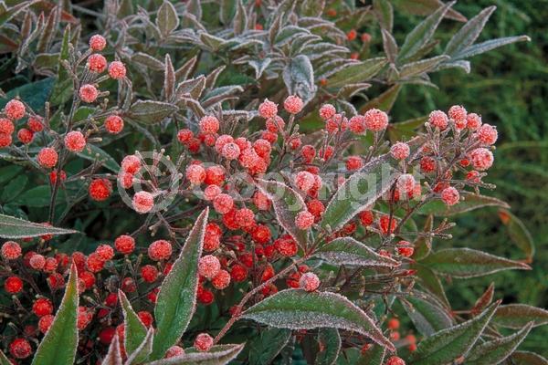 White blooms; Evergreen; Needles or needle-like leaf