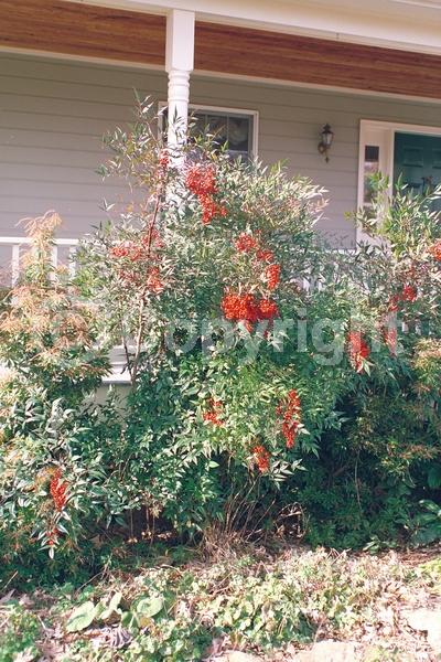 White blooms; Evergreen; Needles or needle-like leaf