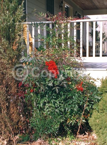 White blooms; Evergreen; Needles or needle-like leaf