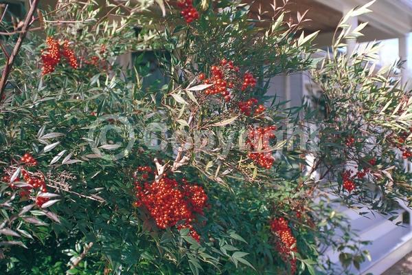White blooms; Evergreen; Needles or needle-like leaf