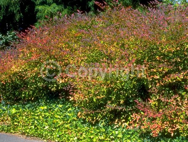 White blooms; Evergreen; Needles or needle-like leaf