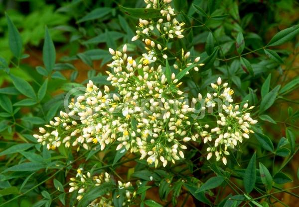 White blooms; Evergreen; Needles or needle-like leaf