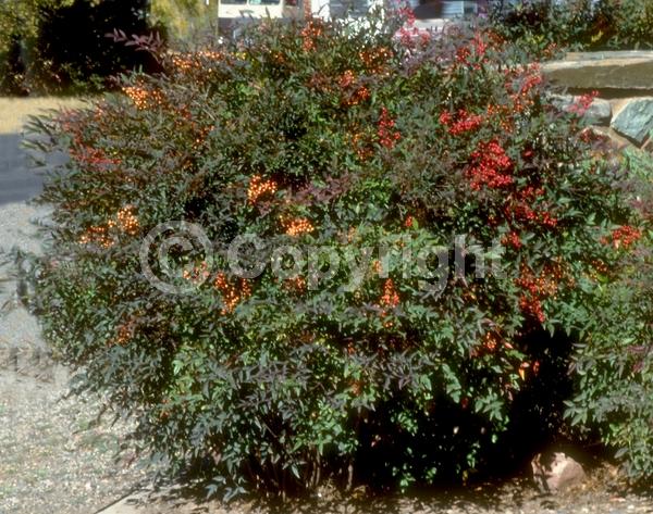 White blooms; Evergreen; Needles or needle-like leaf