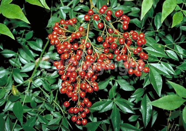 White blooms; Evergreen; Needles or needle-like leaf