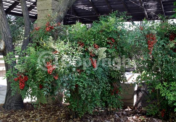 White blooms; Evergreen; Needles or needle-like leaf