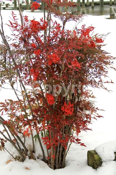 White blooms; Evergreen; Needles or needle-like leaf