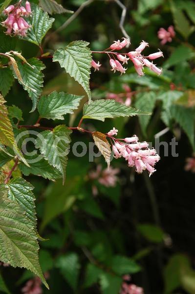 White blooms; Pink blooms; Deciduous