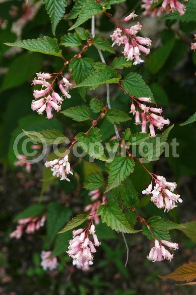 White blooms; Pink blooms; Deciduous