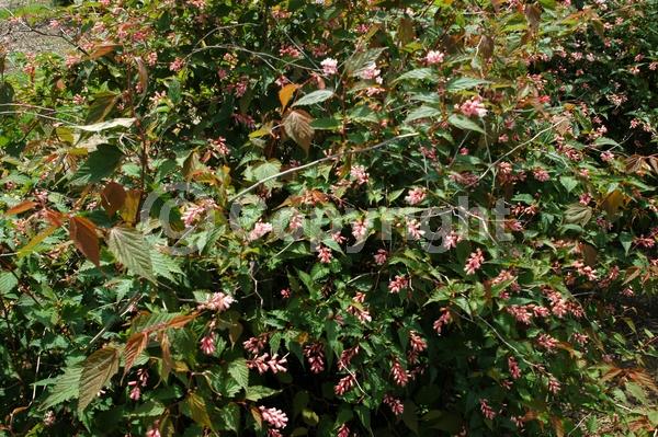 White blooms; Pink blooms; Deciduous