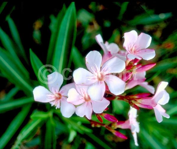 Pink blooms; Evergreen; Broadleaf