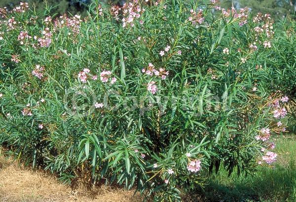 Pink blooms; Evergreen; Broadleaf