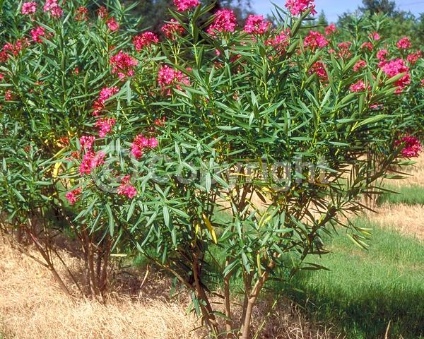 Red blooms; Evergreen; Needles or needle-like leaf