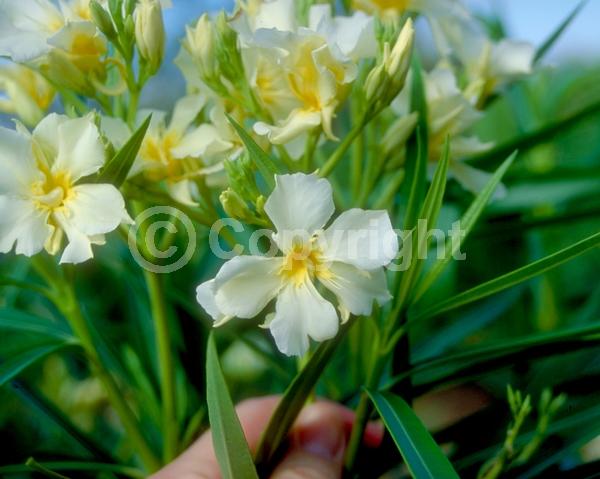 Yellow blooms; Evergreen; Broadleaf