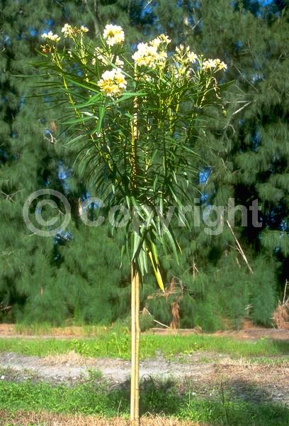 Yellow blooms; Evergreen; Broadleaf