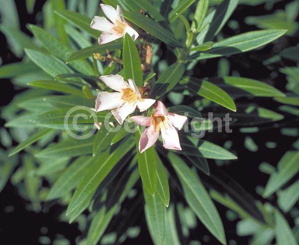 Pink blooms; Evergreen; Broadleaf