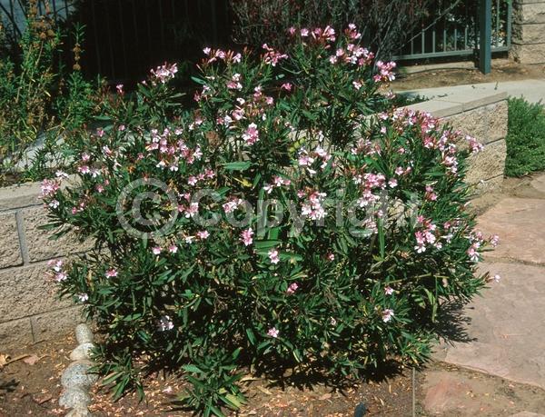 Pink blooms; Evergreen; Broadleaf