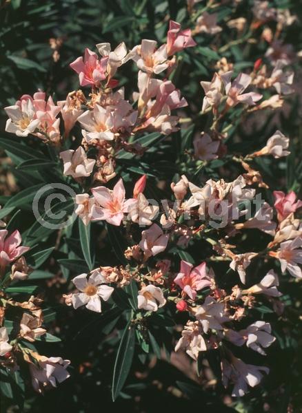 Pink blooms; Evergreen; Broadleaf