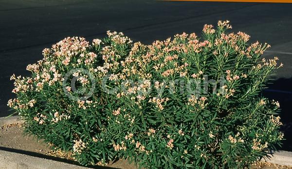 Pink blooms; Evergreen; Broadleaf