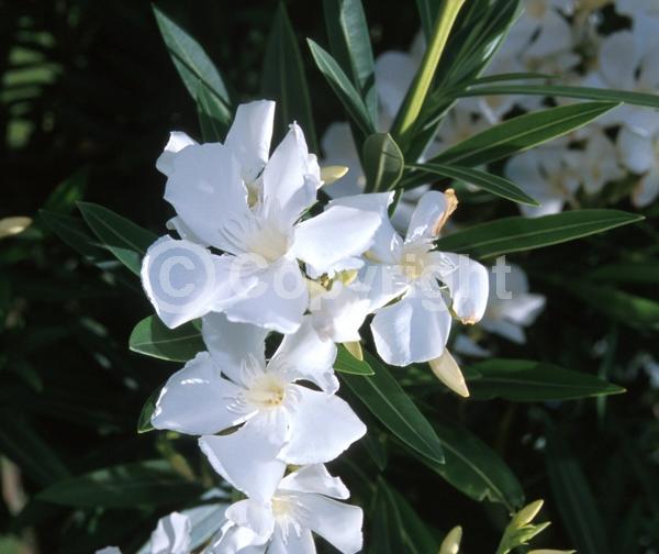 White blooms; Evergreen; Broadleaf