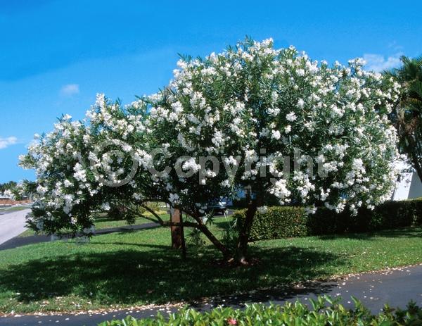 White blooms; Evergreen; Broadleaf