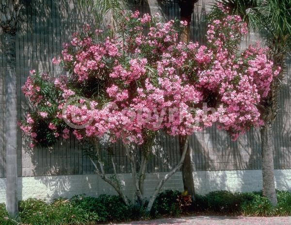 Red blooms; Orange blooms; Yellow blooms; White blooms; Pink blooms; Evergreen; Needles or needle-like leaf
