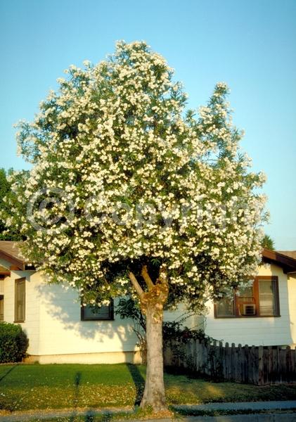 Red blooms; Orange blooms; Yellow blooms; White blooms; Pink blooms; Evergreen; Needles or needle-like leaf