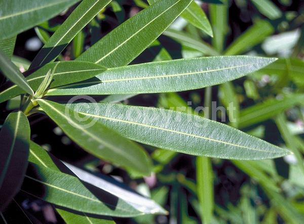 Red blooms; Orange blooms; Yellow blooms; White blooms; Pink blooms; Evergreen; Needles or needle-like leaf