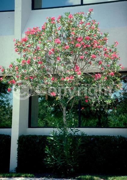 Red blooms; Orange blooms; Yellow blooms; White blooms; Pink blooms; Evergreen; Needles or needle-like leaf