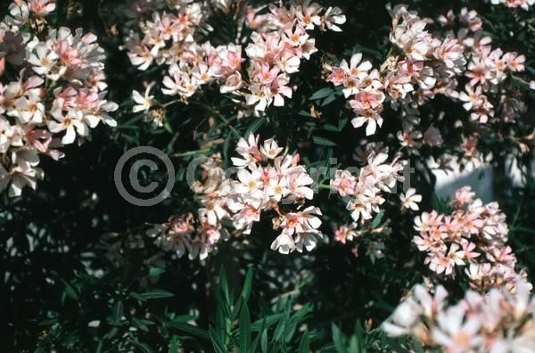Red blooms; Orange blooms; Yellow blooms; White blooms; Pink blooms; Evergreen; Needles or needle-like leaf