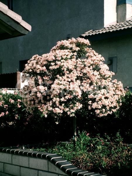 Red blooms; Orange blooms; Yellow blooms; White blooms; Pink blooms; Evergreen; Needles or needle-like leaf