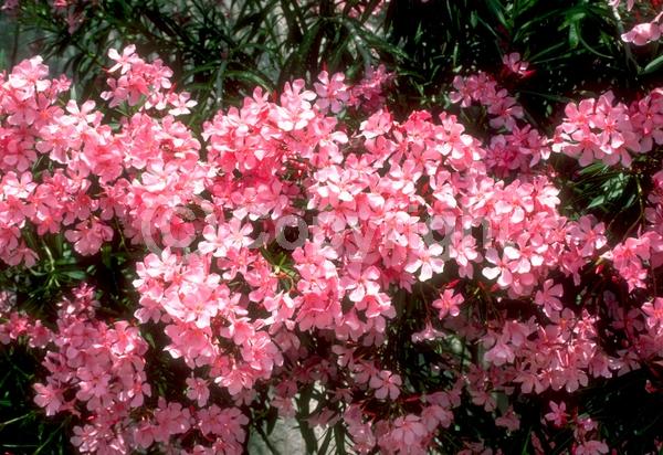 Red blooms; Orange blooms; Yellow blooms; White blooms; Pink blooms; Evergreen; Needles or needle-like leaf