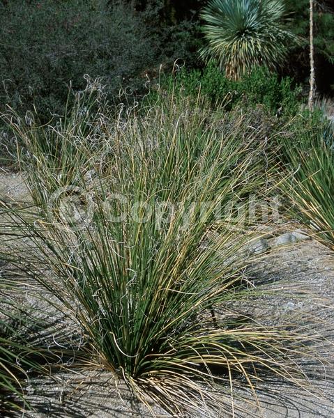 White blooms; Evergreen; North American Native