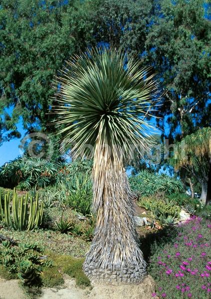 White blooms; Evergreen; North American Native