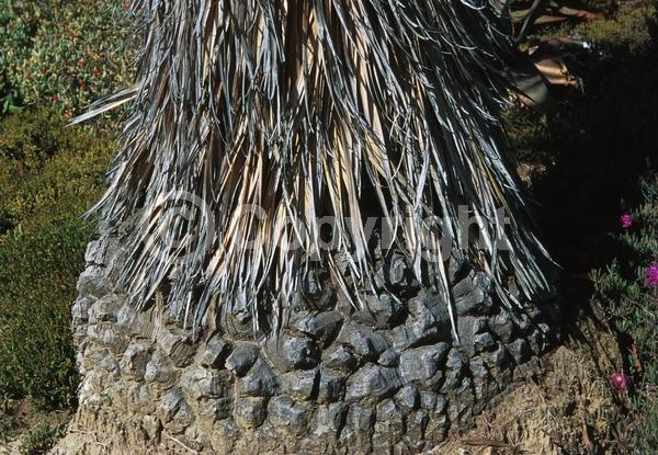 White blooms; Evergreen; North American Native