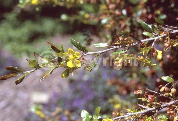 Red blooms; Yellow blooms; Semi-evergreen