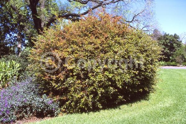 Red blooms; Yellow blooms; Semi-evergreen