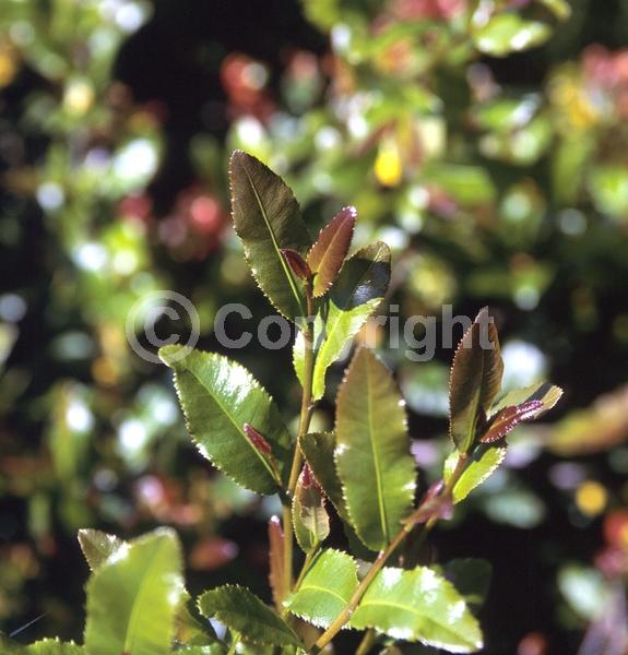 Red blooms; Yellow blooms; Semi-evergreen