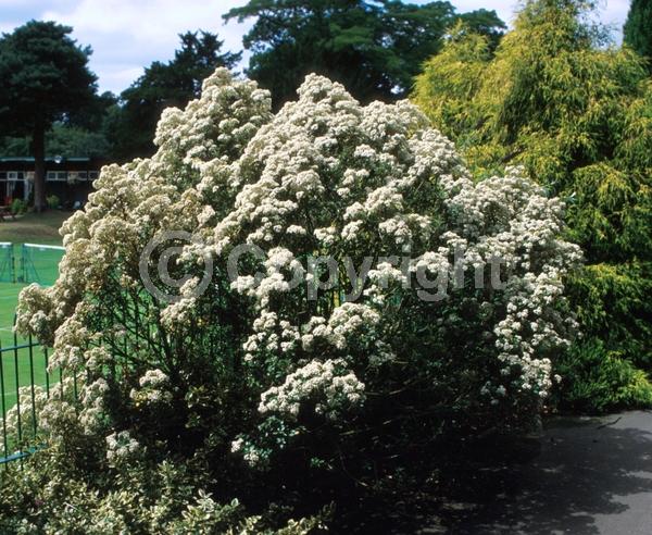 White blooms; Evergreen