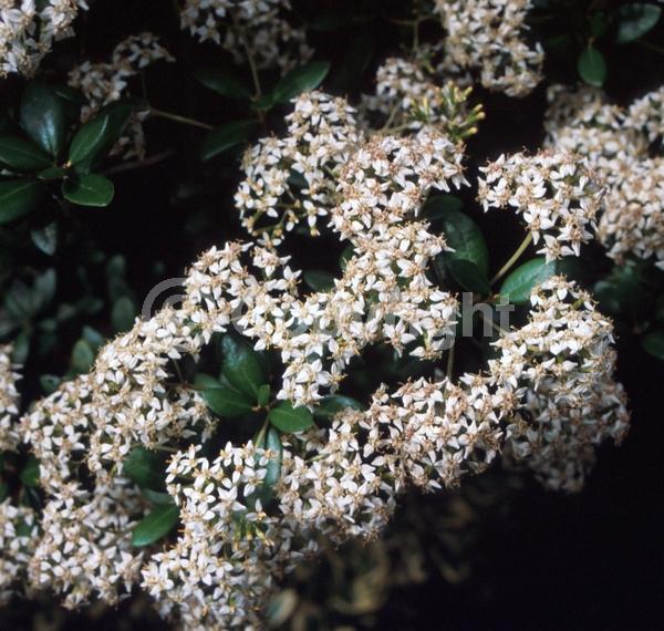 White blooms; Evergreen