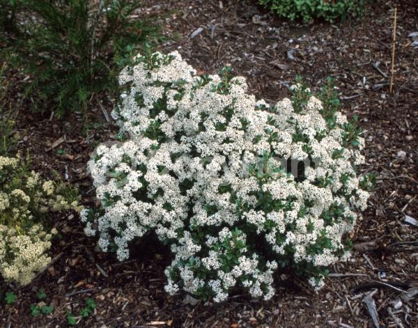 White blooms; Evergreen