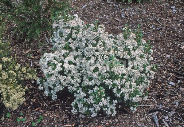 White blooms; Evergreen