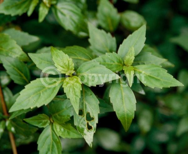 White blooms; Evergreen; Needles or needle-like leaf