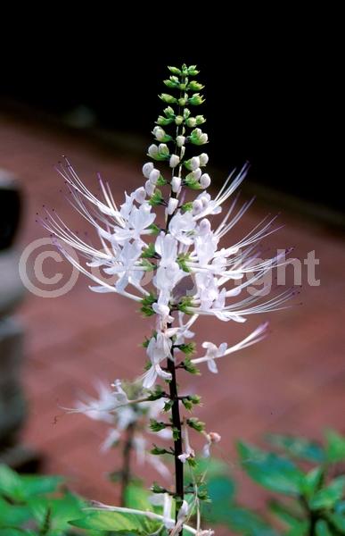 White blooms; Evergreen; Needles or needle-like leaf