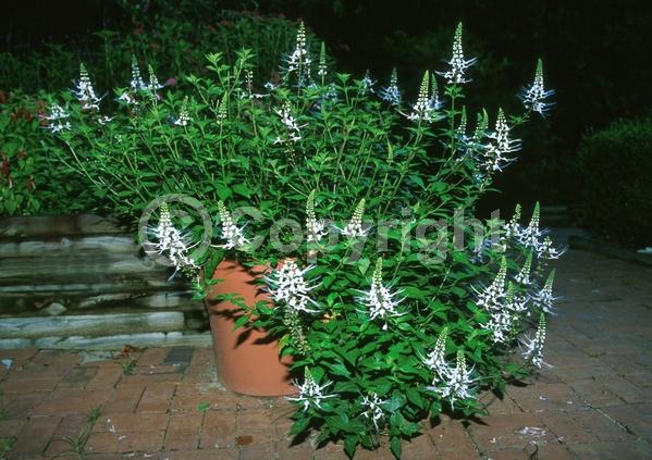 White blooms; Evergreen; Needles or needle-like leaf