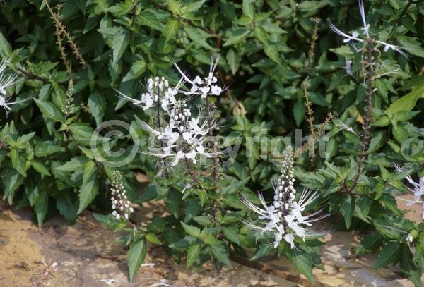 White blooms; Evergreen; Needles or needle-like leaf